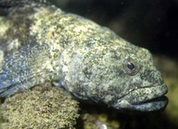 Gobius cobitis, Giant goby: fisheries, gamefish