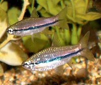 Rasbora einthovenii, Brilliant rasbora: aquarium