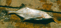 Genyomyrus donnyi, :