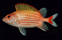Sargocentron ensifer, Yellow-striped squirrelfish: fisheries