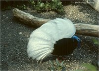 Bulwer's Wattled Pheasant Lophura bulweri