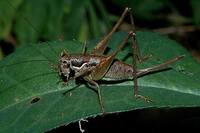 Pachytrachis gracilis