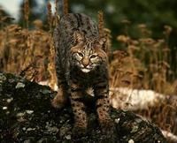 Image of: Lynx rufus (bobcat)