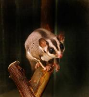 Image of: Petaurus breviceps (sugar glider)