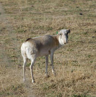 Image of: Saiga tatarica (saiga)