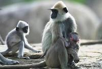 Image of: Semnopithecus entellus (Hanuman langur)