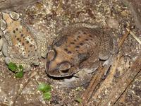 Bufo melanostictus - Gold Toad