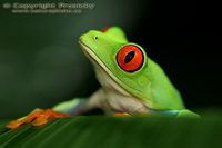 Agalychnis callidryas - Red-eyed Tree Frog