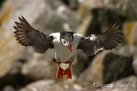 Fratercula arctica - Atlantic Puffin