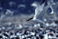 Sterna sandvicensis - Sandwich Tern