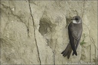 Riparia riparia - Bank Swallow