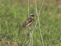 Saxicola rubetra - Whinchat