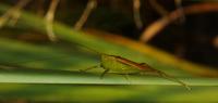 Image of: Conocephalus (smaller meadow grasshoppers)