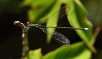 Image of: Lestes