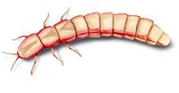 Image of: Microphotus angustus