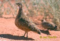 Pterocles burchelli - Burchell's Sandgrouse