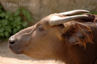 Syncerus caffer nanus - Forest Buffalo