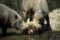 Sus barbatus - Bearded Pig