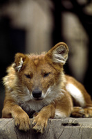 Cuon alpinus - Asiatic Red Dog
