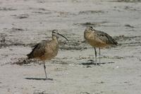 Image of: Numenius americanus (long-billed curlew)