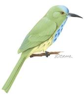 Image of: Nyctyornis athertoni (blue-bearded bee-eater)