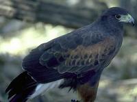 Image of: Parabuteo unicinctus (Harris's hawk)