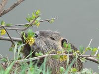 Myocastor coypus - Nutria