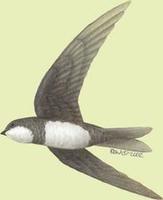 Image of: Tachymarptis melba (alpine swift)