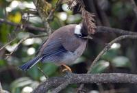 Image of: Yuhina diademata (white-collared yuhina)