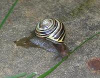 Image of: Cepaea nemoralis (grovesnail)