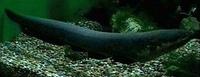 Image of: Electrophorus electricus (electric eel)