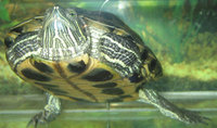 Trachemys scripta elegans - Red-eared Turtle