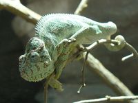 Furcifer oustaleti - Oustalet's chameleon