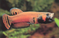 Betta macrostoma