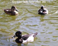 Ring-necked Duck - Aythya collaris