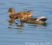 Gadwall - Anas strepera