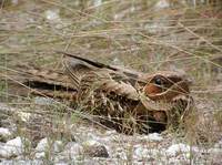 Large-tailed Nightjar - Caprimulgus macrurus