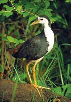 White-breasted Waterhen - Amaurornis phoenicurus