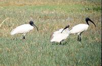 Black-headed Ibis - Threskiornis melanocephalus