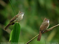 Ochraceous Bulbul - Alophoixus ochraceus