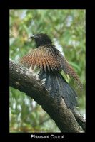 Pheasant Coucal