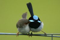 Superb Fairy-wren