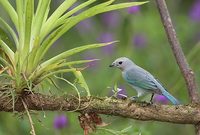 Blue-gray Tanager (Thraupis episcopus) photo