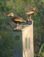 Black-bellied Whistling-Duck (Dendrocygna autumnalis) photo