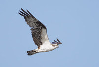 Osprey (Pandion haliaetus) photo