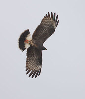 Snail Kite (Rostrhamus sociabilis) photo