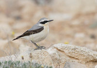 Northern Wheatear (Oenanthe oenanthe) photo