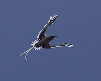 White-tailed Tropicbird (Phaethon lepturus) photo