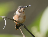 Purple-throated Woodstar (Philodice mitchellii) photo