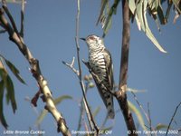 Little Bronze-Cuckoo - Chrysococcyx minutillus